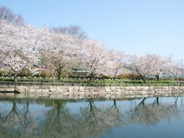 春に行きたいと思う「秋田県の公園」ランキング！ 2位「桜づつみ公園」を抑えた1位は？【2026年調査】