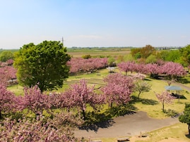 春に行きたいと思う「茨城県の公園」ランキング！ 2位「さくらの森パーク」を抑えた1位は？【2026年調査】
