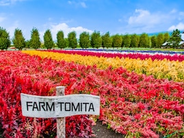 北海道の「ゴールデンウイークに行きたい花畑」ランキング！ 2位「ファーム富田」を抑えた1位は？【2026年調査】