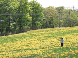 東北地方の「ゴールデンウイークに行きたい花畑」ランキング！ 2位「みやぎ蔵王えぼしリゾート」を抑えた1位は？【2026年調査】