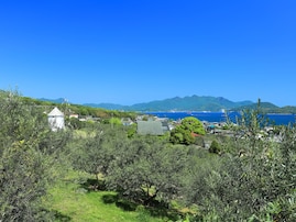 四国地方の「ゴールデンウイークに行きたい花畑」ランキング！ 2位「オリーブ公園」を抑えた1位は？【2026年調査】