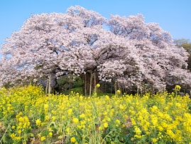 千葉県の住みここち（自治体）ランキング！ 2位は「印西市」、では1位は？