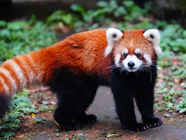 【東京都】3園すべて入園無料！ レッサーパンダやポニーに会える、ふれあい動物園3選