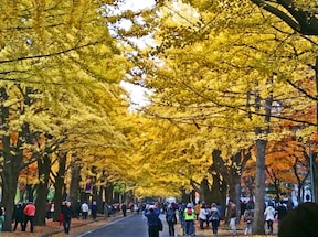 北海道大学イチョウ並木