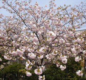 普賢象（フゲンゾウ）はこんな桜