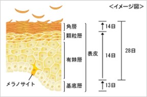 その肌荒れ 栄養不足が原因かも 優秀サプリの選び方 All About オールアバウト