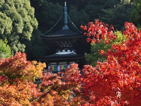 【永観堂】「もみじの永観堂」と呼ばれる京都有数の紅葉の名所