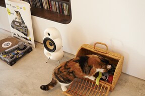 猫と暮らしながらおしゃれな部屋を作るためのインテリアまとめ All About オールアバウト