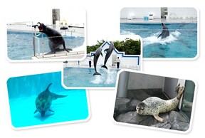 子連れでもデートでもみんな楽しめる 関東のおすすめ水族館 All About オールアバウト