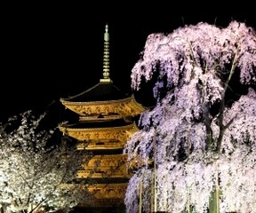 多彩な桜と箏の音色の幽玄の世界「二条城ライトアップ」