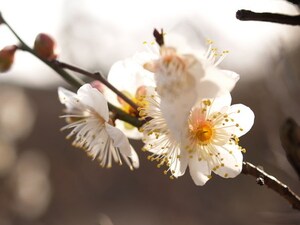梅