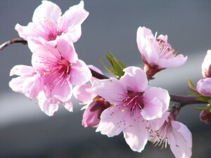 桃