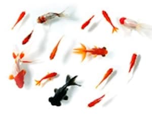 金魚の混泳の相性…和金など種類ごとに検証 [金魚] All About