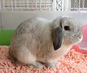 うさぎあるある「萌え」ポイント100…Y字萌えなど [うさぎ] All About