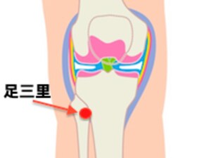 足三里には血を補う効果があると言われる