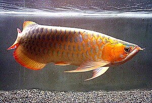 アロアナ 熱帯魚