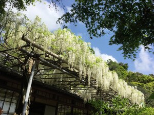 【穴場スポット】鎌倉の尼寺「英勝寺」