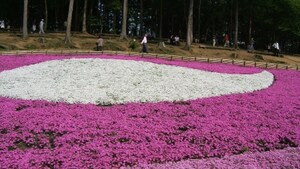 芝桜の絨毯！秩父の羊山公園