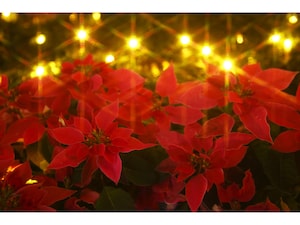 【時候の挨拶】12月上旬・中旬・下旬の季節の挨拶と結び文、ビジネスやカジュアルに対応