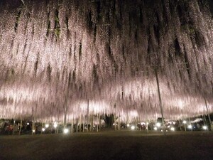 【有名スポット】あしかがフラワーパーク