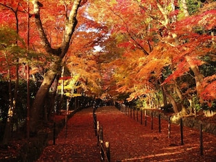  感動必至！この秋行きたい京都の紅葉おすすめスポット20選