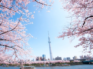 東京スカイツリーの下で桜を愛でる 「隅田公園」（墨田区・台東区）