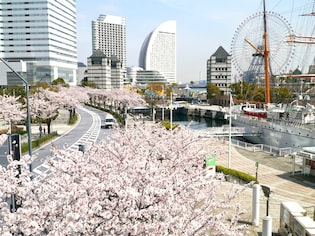 横浜・みなとみらいの桜名所