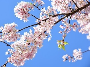 風情ある古都・鎌倉の桜名所
