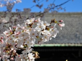 京都のお花見散歩に！桜の名所7選