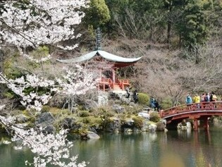 醍醐寺の桜　秀吉が愛した桜の名所へ
