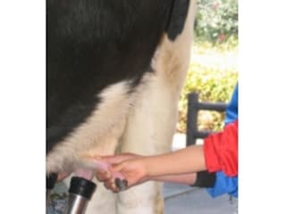 マザー牧場で乳搾り バター作り こぶたのレース体験 房総の観光 旅行 All About
