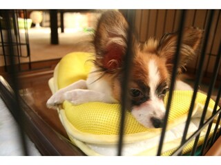 犬の 涙やけ 目の下の涙 茶色い筋や汚れのケア方法 犬 All About 犬の 涙やけ 目の下の涙 茶色い筋や汚れのケア方法 犬 All About