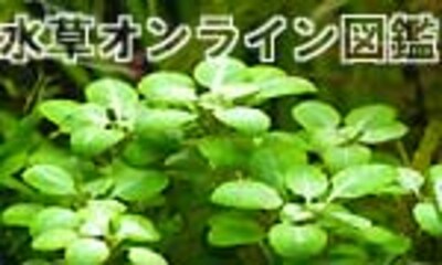 水草オンライン図鑑 60種掲載 全画像付き 熱帯魚 All About