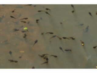 オタマジャクシの種類の見分け方 アマガエルやヒキガエルの特徴は 爬虫類 両生類 All About