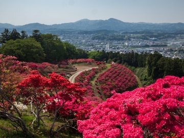 【茨城県】絶景つつじ、ボタン桜、日本三名園。季節の花を楽しめる公園3選