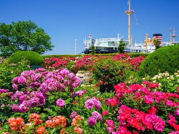【神奈川県】入園無料！ バラ咲く港の絶景から無料の動物園まで。横浜の魅力が詰まった公園3選
