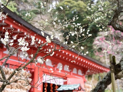 ​ 荏柄天神社の朱色の社殿両脇に咲く、梅(2017年1月23日撮影) ​