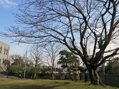 横浜市のサクラの標準木。画像は3月23日の様子。枝先に1輪しか花をつけていなかった（2017年3月23日撮影）
