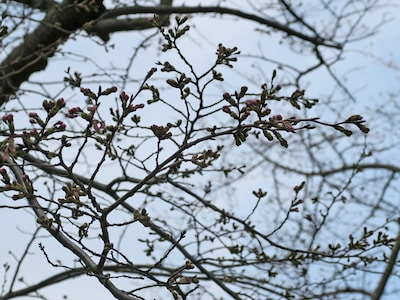もともと標準木があった元町公園のサクラはつぼみがふっくらとしていた（2017年3月23日撮影）