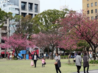 横浜公園の横浜緋桜は開園120年を記念し、1996年に植樹された（2017年3月23日撮影）