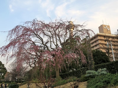 ソメイヨシノよりも1週間ほど早く見ごろを迎える山下公園の枝垂れ桜の様子（2017年3月23日撮影）
