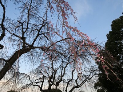 山下公園の枝垂れ桜は5分咲きといったところ。見ごろまでもう3～4日かかりそう（2017年3月23日撮影）