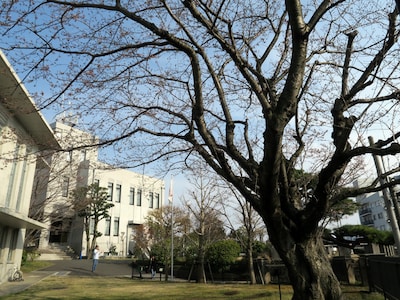 横浜地方気象台にある標準木（ソメイヨシノ）（2017年3月30日撮影）