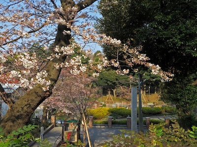 元町公園のサクラは3～5分咲き（2017年3月30日撮影）