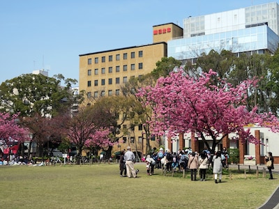横浜公園の横浜緋桜（ヨコハマヒザクラ）は満開！（2017年3月30日撮影）