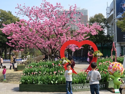 横浜緋桜（ヨコハマヒザクラ）を囲むガーデンネックレス横浜2017のフォトスポットには人だかりが（2017年3月30日撮影）
