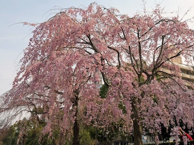 山下公園の枝垂れサクラは見事に咲き誇っていた（2017年3月30日撮影）