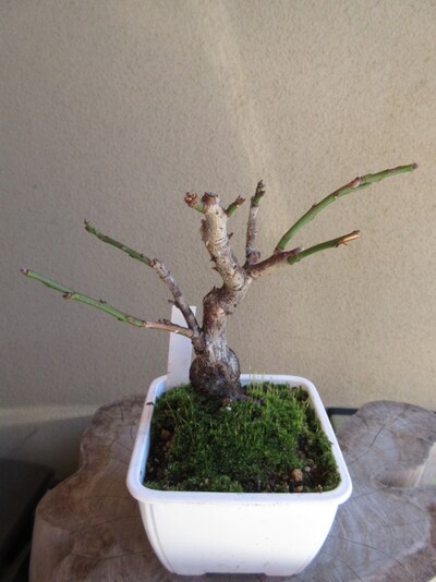画像 3 11 梅の盆栽の育て方 花が終わった後の剪定 植え替えの基本 盆栽 All About