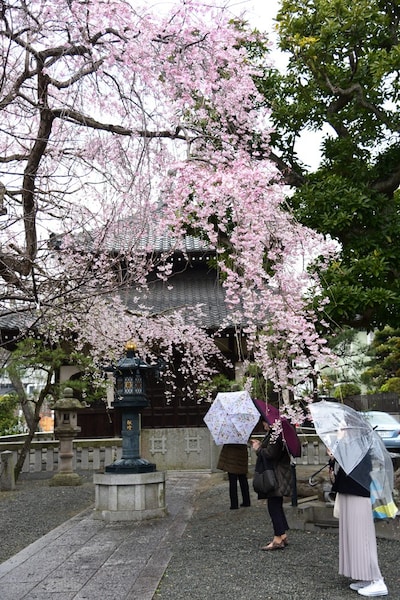 本覚寺のしだれ桜は見頃に