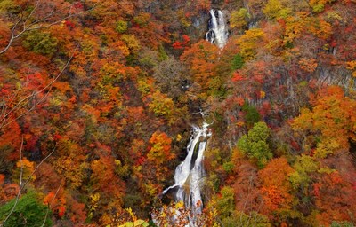 Autumn Nikko for Bento?